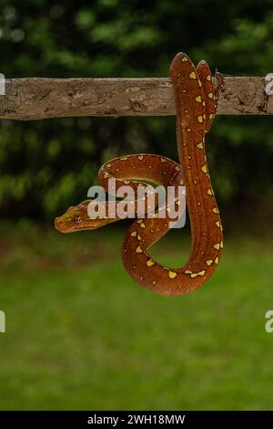 A Green Tree Python (Morelia viridis) in its vibrant red phase perched on a branch Stock Photo