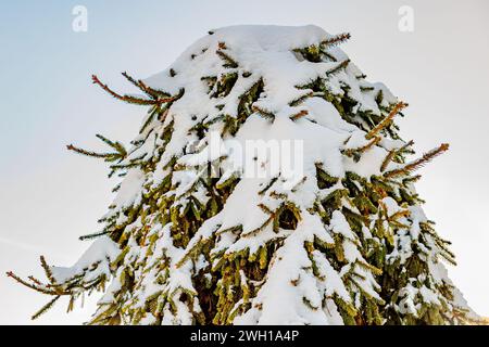 Closeup of top of a pine tree covered with thick layer of snow after heavy snowfall, against gray sky in background, winter day Stock Photo