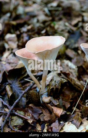 Aniseed cockleshell (Lentinellus cochleatus) is an edible medicinal mushroom that grows in deciduous forests. This photo was taken in Montseny Biosphe Stock Photo