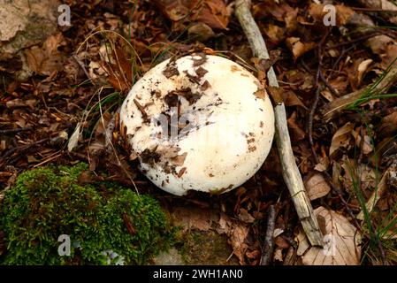 Milk-white brittlegill (Russula delica) is an edible mushroom. This photo wsa taken in Montseny Biosphere Reserve, Barcelona province, Catalonia, Spai Stock Photo