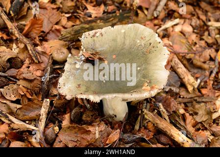 Green brittlegill (Russula virescens) is an edible mushroom. This photo was taken in Montseny Biosphere Reserve, Barcelona province, Catalonia, Spain. Stock Photo