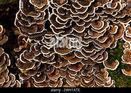 Turkey tail (Trametes versicolor, Coriolus versicolor or Polyporus versicolor) is medicinal saprophyte mushroom. This photo was taken in Montseny Bios Stock Photo