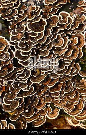 Turkey tail (Trametes versicolor, Coriolus versicolor or Polyporus versicolor) is medicinal saprophyte mushroom. This photo was taken in Montseny Bios Stock Photo