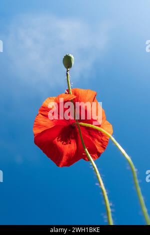 view of poppy flower against blue sky background (from below) Stock Photo