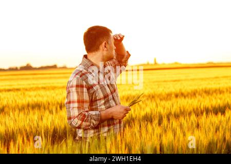 Middle age farmer in a field examining wheat crop at sunset. Stock Photo
