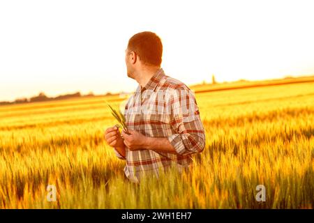 Middle age farmer in a field examining wheat crop at sunset. Stock Photo