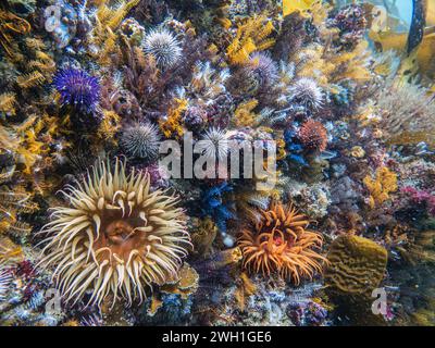 Colorful sea urvhins and sea anemons during a dive in Simon's town, cape town, south africa Stock Photo