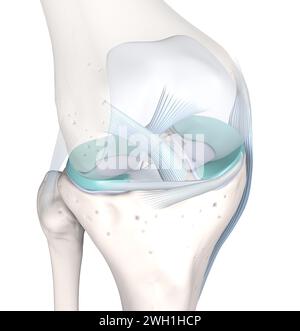 The knee joint, a complex hinge structure, connects the thigh bone (femur) to the shin bone (tibia), cushioned by cartilage, enabling flexion, extensi Stock Photo