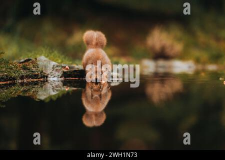 Red Squirrel     UK The MOST ADORABLE red squirrel can be seen admiring its reflection in North Yorkshire.     The images show the squirrel jumping an Stock Photo