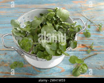 Fresh watercress in a colander Stock Photo