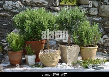 Pots of rosemary Stock Photo