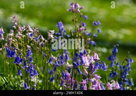 People enjoy the sunshine as flowers bloom in St James’s Park, London. Stock Photo