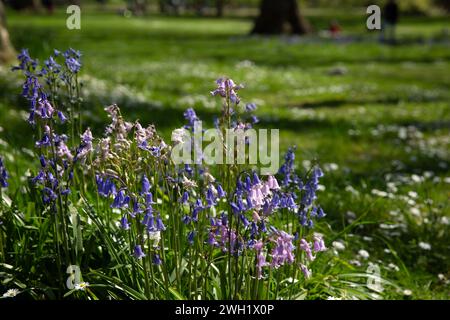 People enjoy the sunshine as flowers bloom in St James’s Park, London. Stock Photo