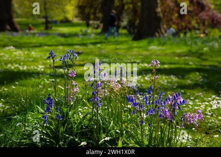 People enjoy the sunshine as flowers bloom in St James’s Park, London. Stock Photo