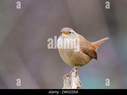 A delightful tiny Wren, (Troglodytes troglodytes), singing whilst perched on an old fence post Stock Photo