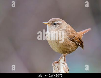A delightful tiny Wren, (Troglodytes troglodytes), perched on an old fence post Stock Photo