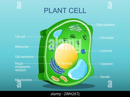 Plant cell structure. Anatomy of a cell of tree leaf. Green plant. Isometric flat vector illustration Stock Vector