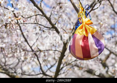 Korean New Year or Seollal. Sebaetdon lucky bag on Cherry blossom tree. Stock Photo