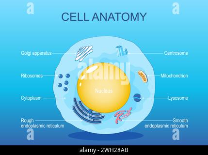 Anatomy of animal cell. Human cell structure. All organelles: Nucleus, Ribosome, Rough endoplasmic reticulum, Golgi apparatus, mitochondrion, cytoplas Stock Vector