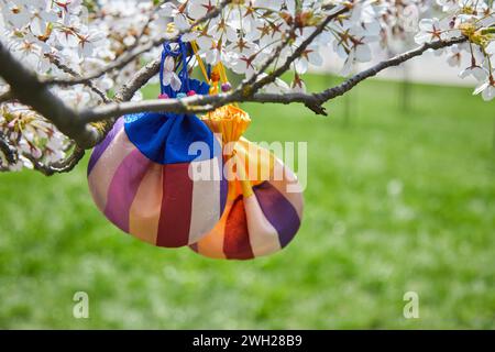 Korean New Year or Seollal. Sebaetdon lucky bag on Cherry blossom tree. Stock Photo