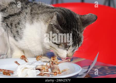 A stray cat eating in the terrace of a restaurant the leftover food from tourists Stock Photo