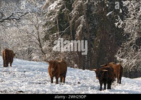 highland cattle in winter Stock Photo
