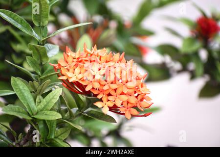 Ixora is a genus of flowering plants in the family Rubiaceae. star shape leaf Stock Photo