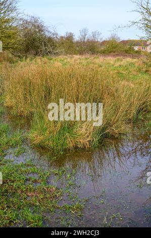 Marsh grass in a pool of water in a field close to an urban area. Stock Photo