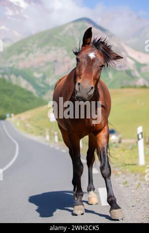 A horse walks along a track in a mountainous area and waves its head. Stock Photo