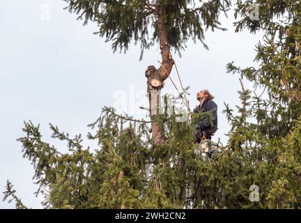 Tree Surgeon cutting the top of a pine tree using a chainsaw with a safety harness and ropes. Stock Photo