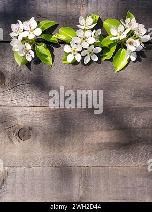 Pear tree flowers on an old wooden background. empty place for an inscription Stock Photo