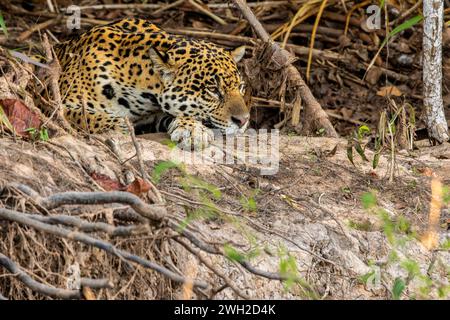Jaguar resting on a riverbank, Brazilian wetlands, Pantanal, Brazil Stock Photo