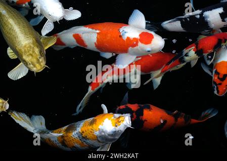 Overhead view of koi carps swimming in pond Stock Photo