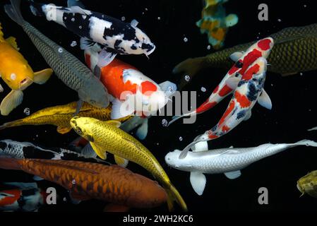 Overhead view of koi carps swimming in pond Stock Photo