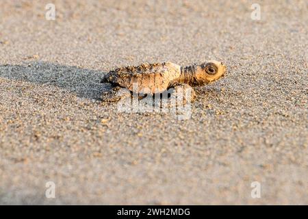 Newly hatched green olive Ridley turtle on sandy beach, Quepos, Costa Rica Stock Photo