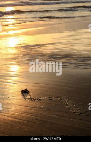 Newly hatched green olive Ridley turtle on sandy beach with sunset and tracks, Quepos, Costa Rica Stock Photo