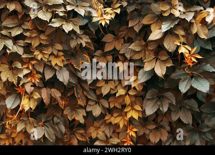 Autumn background from bush leaves. Yellow, green and orange fall foliage. Stock Photo