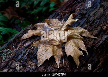 Beautiful fallen golden and brown leaves resting on a fallen tree trunk. Stock Photo