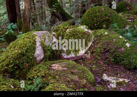 Large bolders covered in lush moss in a Pacific Northwest rainforest Stock Photo