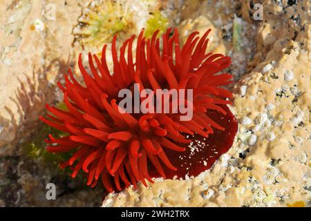 Beadlet Sea Anemone (Actinia equina) in shallow rockpool with tentacles opened out, Isle of Harris, Outer Hebrides, Scotland, May Stock Photo