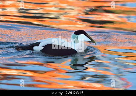 Eider Duck (Somateria mollissima) male swimming in fishing harbour and against orange lifeboat reflected on water surface, Berwickshire. Stock Photo
