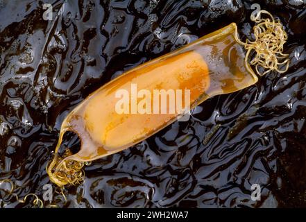 Dogfish Scyliorhinus Canicula Embryo Attatched To Yolk In Mermaids Purse Uk  High-Res Stock Photo - Getty Images