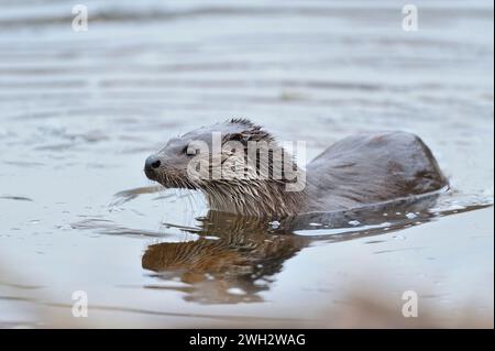 Otter (Lutra lutra) adult female close to riverbank between dives for prey, River Tweed, Roxburghshire, Scottish Borders, Scotland, March. Stock Photo