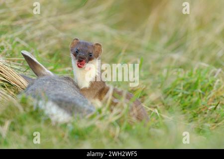 Stoat (Mustela erminea) adult feeding on freshly predated rabbit (Oryctolagus cuniculus) St Abbs Head National Nature Reserve. Stock Photo