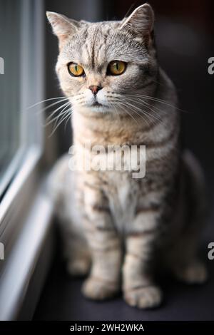 British Shorthair cat, in the apartment in portraits. Photo with wide aperture available light. Stock Photo