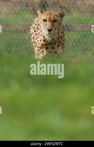 ein Leopard im Saarbruecker Zoo  Foto: Thomas Wieck   V e r o e f f e n t l i c h u n g n u r m i t N a m e u n d H o n o r a r z a h l u n g + B e l Stock Photo