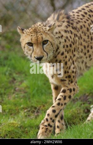 ein Leopard im Saarbruecker Zoo  Foto: Thomas Wieck   V e r o e f f e n t l i c h u n g n u r m i t N a m e u n d H o n o r a r z a h l u n g + B e l Stock Photo