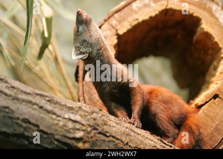 ein Ringelschwanzmungo im Saarbruecker Zoo  Foto: Thomas Wieck   V e r o e f f e n t l i c h u n g n u r m i t N a m e u n d H o n o r a r z a h l u n Stock Photo