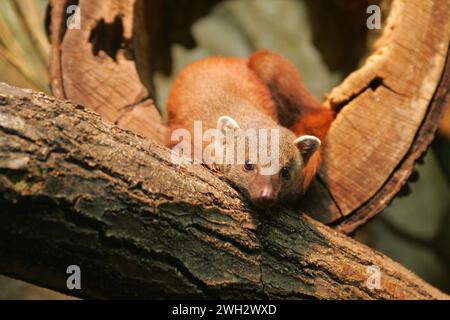 ein Ringelschwanzmungo im Saarbruecker Zoo  Foto: Thomas Wieck   V e r o e f f e n t l i c h u n g n u r m i t N a m e u n d H o n o r a r z a h l u n Stock Photo