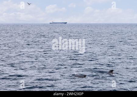 The tranquil maritime scene near Andenes is animated by two pilot whales and a seagull in flight, with a cargo vessel on the horizon Stock Photo